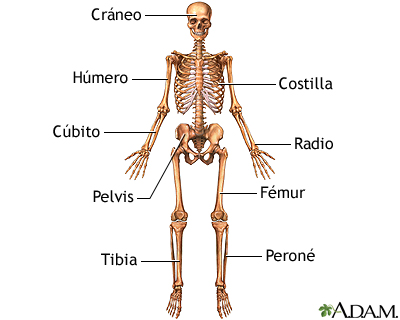 Anatomía esquelética anterior Anatomía esquelética anterior