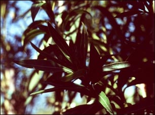 Adelfa (Nerium oleander) Adelfa (Nerium oleander)