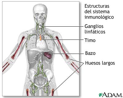 Estructuras del sistema inmunológico Estructuras del sistema inmunológico