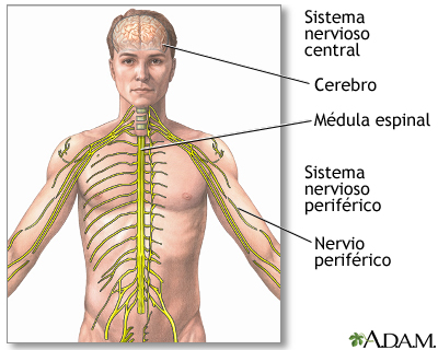 Sistema nervioso central y sistema nervioso periférico Sistema nervioso central y sistema nervioso periférico