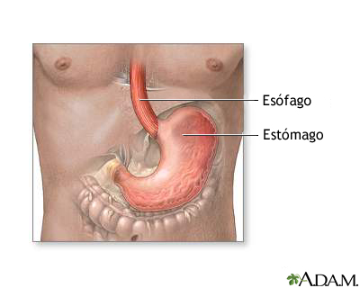 Estómago y revestimiento del estómago Estómago y revestimiento del estómago