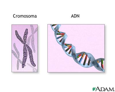 Cromosomas y ADN Cromosomas y ADN