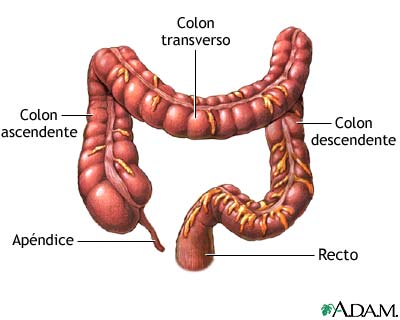 Intestino grueso Intestino grueso
