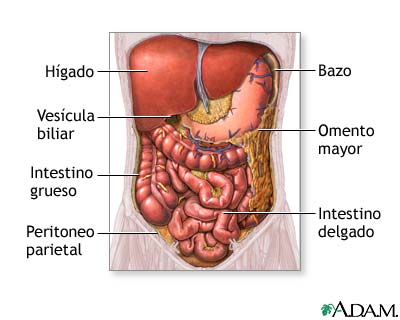 Organos abdominales Organos abdominales