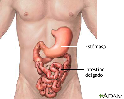 Estómago e intestino delgado Estómago e intestino delgado