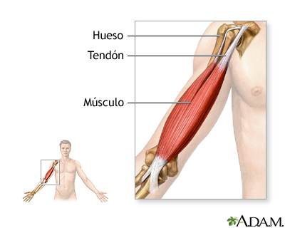 Tendones y músculos Tendones y músculos