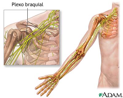 Plexo braquial Plexo braquial