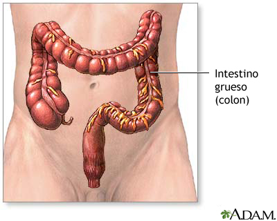 Anatomía del intestino delgado Anatomía del intestino delgado
