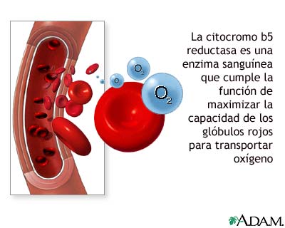 Examen de citocromo b5 reductasa en la sangre Examen de citocromo b5 reductasa en la sangre
