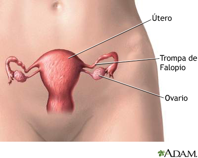 Anatomía reproductora femenina Anatomía reproductora femenina