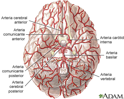 Arterias del cerebro Arterias del cerebro