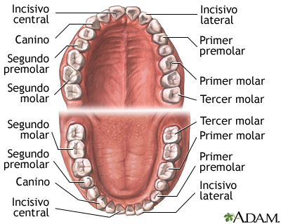 Anatomía dental Anatomía dental
