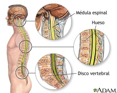 Anatomía de la columna vertebral Anatomía de la columna vertebral