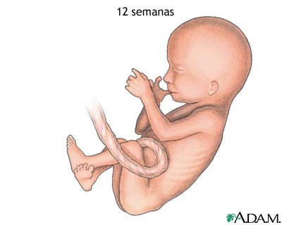 Feto de 12 semanas Feto de 12 semanas