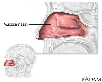 Mucosa nasal Mucosa nasal