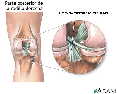 Ligamento cruciforme posterior de la rodilla Ligamento cruciforme posterior de la rodilla