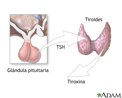 Pituitaria y TSH Pituitaria y TSH