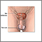 Anatomía reproductora masculina