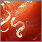 Anquilostoma - Ancylostoma caninum