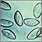 Huevos de lombrices intestinales