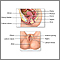 Anatomía reproductora femenina
