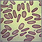 Glóbulos rojos - eliptocitosis