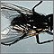 Mosca