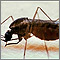 Mosquito, adulto alimentándose en la piel