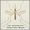 Mosquito, adulto