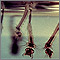 Larvas del mosquito