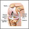 Artroscopia de rodilla - serie - Anatomía normal