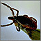 Garrapata hembra adulta del venado