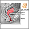 Vista sagital lateral del aparato reproductor femenino