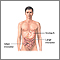Anatomía gastrointestinal