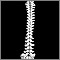 Columna vertebral