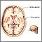 Materia gris y blanca del cerebro