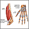 Tendones y ligamentos