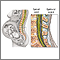 Epidural - serie