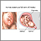 Nacimiento vaginal - Serie - anatomía normal