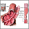 Estructura del colon