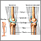 Articulación de la rodilla