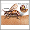 Picaduras de insectos y alergias