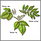 Plantas venenosas