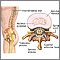 Disco intervertebral