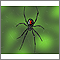 Araña viuda negra