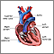 Cámaras del corazón