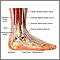 Anatomía del tobillo