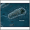 Bacterias