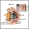 Anatomía de un ojo envejecido