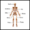 Anatomía esquelética anterior